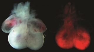 Researchers Identify a Population of Cells Linked to the Development of the Heart’s Ventricular Chambers